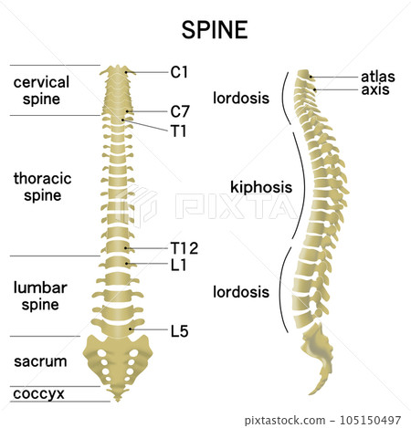 anatomy, framework, skeletal 105150497
