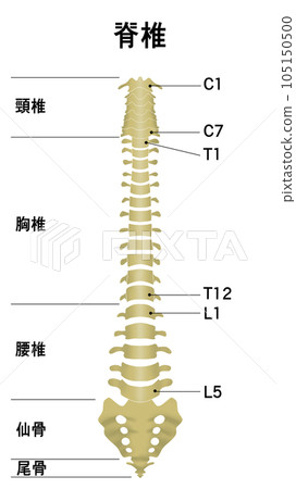 顯示整個脊柱形狀的插圖 顯示整個脊柱形狀的插圖 105150500