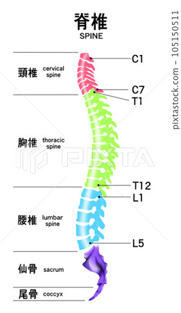 顯示整個脊柱的形狀以及頸椎、胸椎和腰椎的範圍的插圖 顯示整個脊柱的形狀以及頸椎、胸椎和腰椎的範圍的插圖 105150511