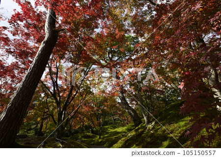 京都仙洞皇宮紅葉山 105150557