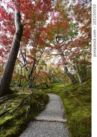 京都仙洞皇宮紅葉山 京都仙洞皇宮紅葉山 105150559