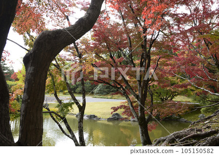 京都仙都御所南池秋葉 105150582