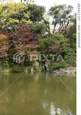 京都仙都御所南池秋葉 105150589
