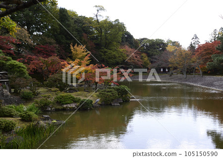 京都仙都御所南池秋葉 105150590