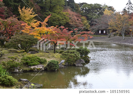 京都仙都御所南池秋葉 105150591