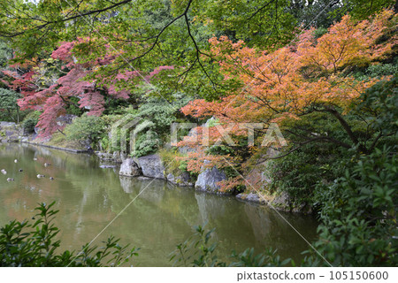 京都仙都御所南池秋葉 105150600