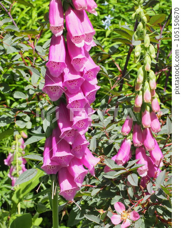 Heavy snow early summer in the forest garden Jitakirisu in full bloom 105150670