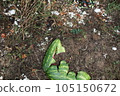 Garden compost. Recycling plant and kitchen food waste. How to make organic fertilizer. 105150672