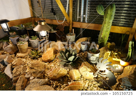 龍舌蘭幼苗〜乾燥花園〜 105150725