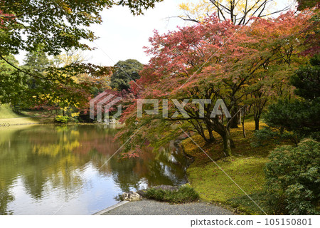 京都仙洞皇宮 北池的秋葉 京都仙洞皇宮 北池的秋葉 105150801
