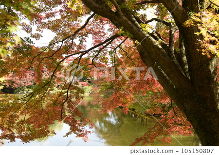 Kyoto Sento Imperial Palace Autumn leaves at Kitaike Kyoto Sento Imperial Palace Autumn leaves at Kitaike 105150807