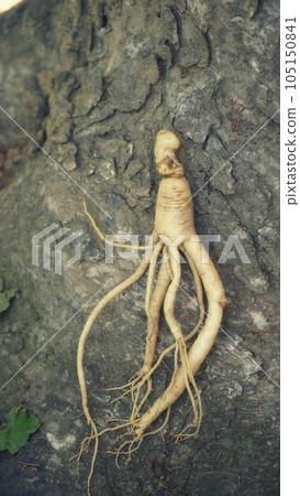A Ginseng on the tree. 105150841