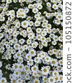pattern of flowers flower 105150872