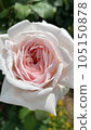 Rose 105150878