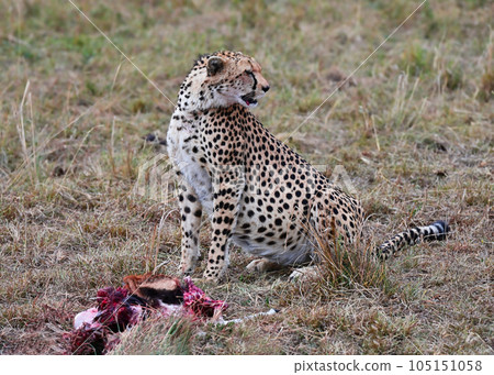 Leopard with just caught prey in its natural environment 105151058