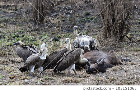 Vultures in feeding frenzy on carcass Vultures in feeding frenzy on carcass 105151063