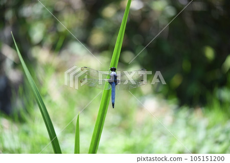 Oshiokaratonbo (large salted dragonfly) and summer 105151200