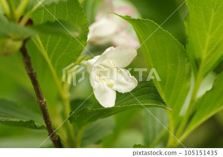 hakonnettsugi花 hakonnettsugi花 105151435