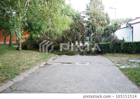 Aftermath of the hurricane July 19, 2023 Sremska Mitrovica, Serbia. Broken trees, mess on the streets. Broken branches, bent trunks. Chips and trash. State of emergency after a catastrophic storm Aftermath of the hurricane July 19, 2023 Sremska Mitrovica, Serbia. Broken trees, mess on the streets. Broken branches, bent trunks. Chips and trash. State of emergency after a catastrophic storm 105151514