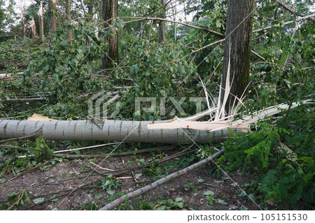 Aftermath of the hurricane July 19, 2023 park Sremska Mitrovica, Serbia. Broken trees, mess on the streets. Broken branches, bent trunks. Chips and trash. State of emergency after a catastrophic storm 105151530