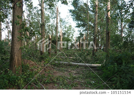 Aftermath of the hurricane July 19, 2023 park Sremska Mitrovica, Serbia. Broken trees, mess on the streets. Broken branches, bent trunks. Chips and trash. State of emergency after a catastrophic storm Aftermath of the hurricane July 19, 2023 park Sremska Mitrovica, Serbia. Broken trees, mess on the streets. Broken branches, bent trunks. Chips and trash. State of emergency after a catastrophic storm 105151534