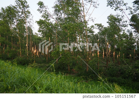 Aftermath of the hurricane July 19, 2023 park Sremska Mitrovica, Serbia. Broken trees, mess on the streets. Broken branches, bent trunks. Chips and trash. State of emergency after a catastrophic storm Aftermath of the hurricane July 19, 2023 park Sremska Mitrovica, Serbia. Broken trees, mess on the streets. Broken branches, bent trunks. Chips and trash. State of emergency after a catastrophic storm 105151567