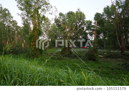 Aftermath of the hurricane July 19, 2023 park Sremska Mitrovica, Serbia. Broken trees, mess on the streets. Broken branches, bent trunks. Chips and trash. State of emergency after a catastrophic storm 105151579