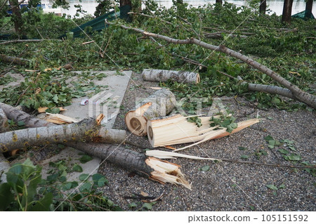 Aftermath of the hurricane July 19, 2023 beach Sremska Mitrovica, Serbia. Broken trees, mess on the streets. Broken branches, bent trunk. Chips and trash. State of emergency after a catastrophic storm Aftermath of the hurricane July 19, 2023 beach Sremska Mitrovica, Serbia. Broken trees, mess on the streets. Broken branches, bent trunk. Chips and trash. State of emergency after a catastrophic storm 105151592