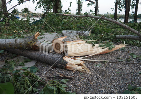 Aftermath of the hurricane July 19, 2023 beach Sremska Mitrovica, Serbia. Broken trees, mess on the streets. Broken branches, bent trunk. Chips and trash. State of emergency after a catastrophic storm 105151603