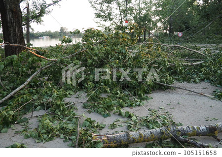 Aftermath of the hurricane July 19, 2023 beach Sremska Mitrovica, Serbia. Broken trees, mess on the streets. Broken branches, bent trunk. Chips and trash. State of emergency after a catastrophic storm Aftermath of the hurricane July 19, 2023 beach Sremska Mitrovica, Serbia. Broken trees, mess on the streets. Broken branches, bent trunk. Chips and trash. State of emergency after a catastrophic storm 105151658