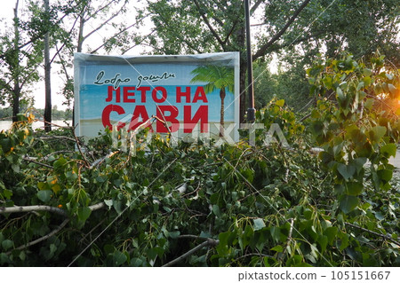 Aftermath of the hurricane July 19, 2023 beach Sremska Mitrovica, Serbia. Broken trees, mess on the street. Broken branches, bent trunks. Chips and trash. State of emergency after a catastrophic storm 105151667