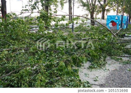 Aftermath of the hurricane July 19, 2023 beach Sremska Mitrovica, Serbia. Broken trees, mess on the streets. Broken branches, bent trunk. Chips and trash. State of emergency after a catastrophic storm 105151698