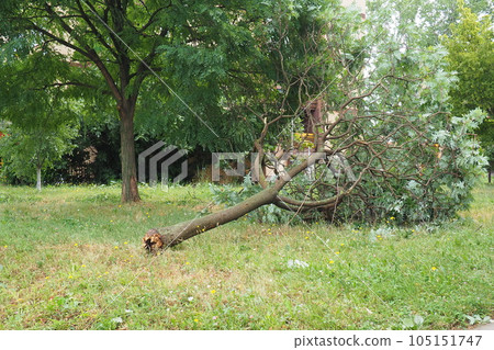 Aftermath of the hurricane July 19, 2023 Sremska Mitrovica, Serbia. Broken trees, mess on the streets. Broken branches, bent trunks. Chips and trash. State of emergency after a catastrophic storm 105151747