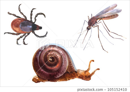 Watercolor vector illustrations of forest animals, mosquito, mite or Ixodes ricinus and snail. Watercolor vector illustrations of forest animals, mosquito, mite or Ixodes ricinus and snail. 105152410
