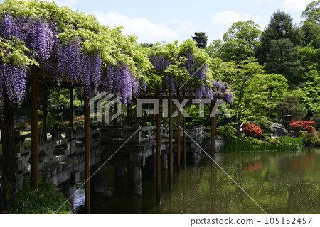 Kyoto Sendong Palace South pond Yatsuhashi and wisteria Kyoto Sendong Palace South pond Yatsuhashi and wisteria 105152457