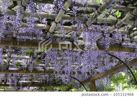 Kyoto Sendong Palace South pond Yatsuhashi and wisteria 105152466