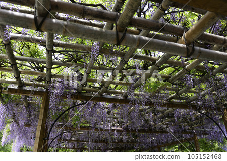 Kyoto Sendong Palace South pond Yatsuhashi and wisteria 105152468