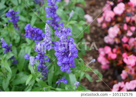 blue salvia blooming in the garden 105152576