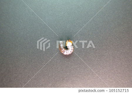 巨型鍬蟲鍬蟲幼蟲暑假兒童 105152715