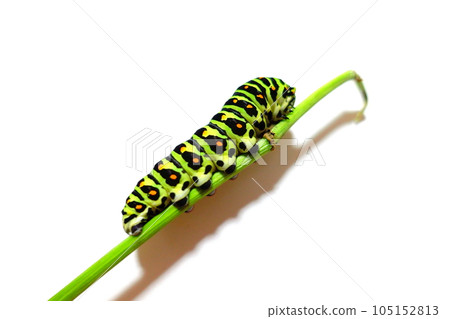 Swallowtail butterfly Swallowtail butterfly Swallowtail butterfly butterfly larvae 105152813