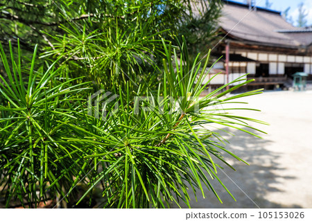 金剛峰寺院內的高野卷 金剛峰寺院內的高野卷 105153026
