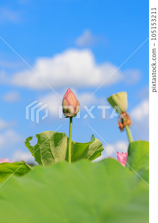 蓮花舞：美麗的蓮花 105153211