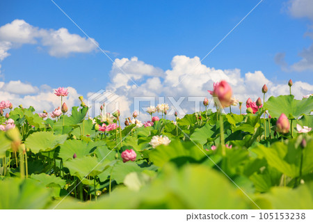 Lotus Dance: Beautiful lotus flower Lotus Dance: Beautiful lotus flower 105153238