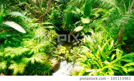 a view of the botanical garden jungle a view of the botanical garden jungle 105153963