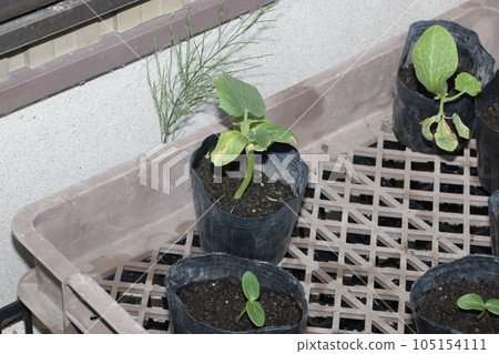 Autumn cucumber seedlings under the eaves of the kitchen garden 105154111