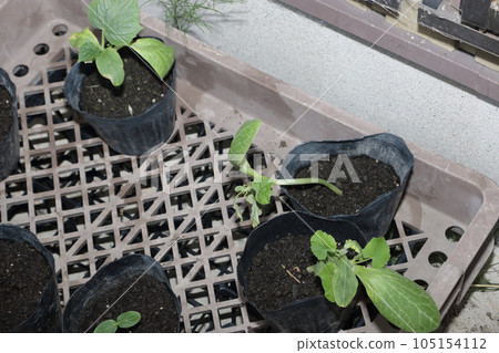 菜園屋簷下秋黃瓜苗 105154112