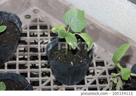 Autumn cucumber seedlings under the eaves of the kitchen garden 105154113