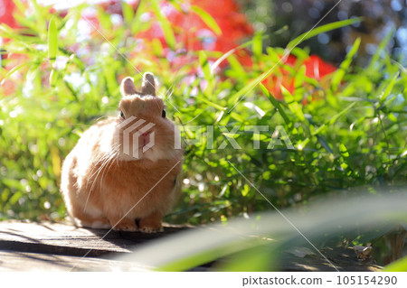 Rabbit and autumn leaves on the stump Rabbit and autumn leaves on the stump 105154290