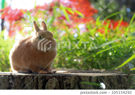 Rabbit and autumn leaves on the stump 105154292