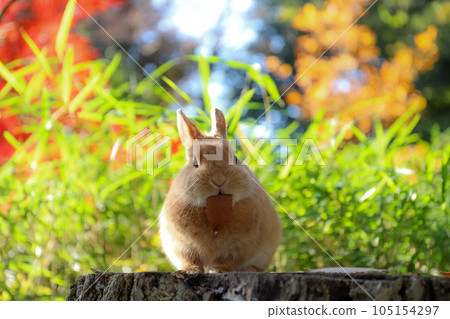 兔子和秋葉在樹樁上 105154297